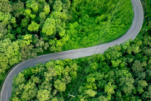 Aerial view of dense green trees in forest capture CO2 and curve highway road. Green trees background for carbon neutrality and net zero emissions concept. Sustainable green environment. Carbon credit